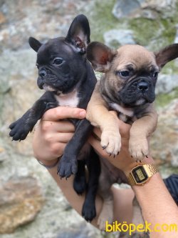 SAĞLIK GARANTİLİ FRANSIZ BULLDOG YAVRULAR 2