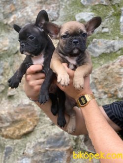 SAĞLIK GARANTİLİ FRANSIZ BULLDOG YAVRULAR 1