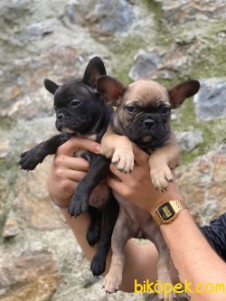 SAĞLIK GARANTİLİ FRANSIZ BULLDOG YAVRULAR 3