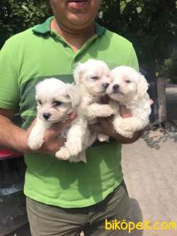 Sağlık Garantili Maltese Terrier Yavrular 1