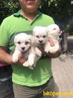 Sağlık Garantili Maltese Terrier Yavrular 2