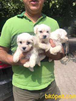 Sağlık Garantili Maltese Terrier Yavrular 3