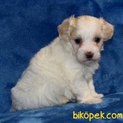 SAĞLIK GARANTİLİ MALTİPOO BEBEKLER 1