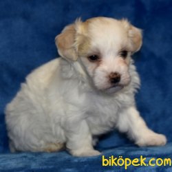 SAĞLIK GARANTİLİ MALTİPOO BEBEKLER 3