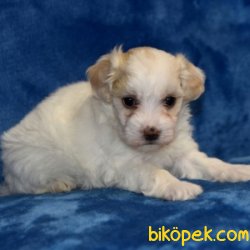 SAĞLIK GARANTİLİ MALTİPOO BEBEKLER 2