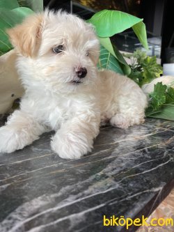 SAĞLIK GARANTİLİ MALTİPOO BEBEKLERİMİZ 2