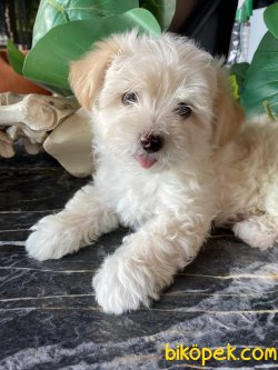 SAĞLIK GARANTİLİ MALTİPOO BEBEKLERİMİZ 1