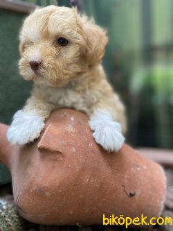 SAĞLIK GARANTİLİ MALTİPOO BEBEKLERİMİZ 2