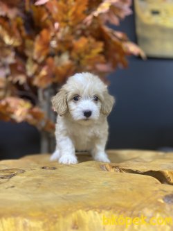 SAĞLIK GARANTİLİ MALTİPOO BEBEKLERİMİZ 3