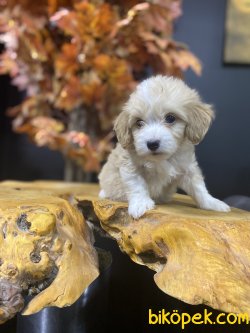 SAĞLIK GARANTİLİ MALTİPOO BEBEKLERİMİZ 1