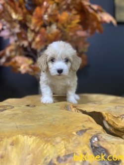 SAĞLIK GARANTİLİ MALTİPOO BEBEKLERİMİZ 2