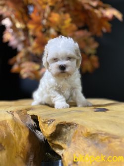 SAĞLIK GARANTİLİ MALTİPOO YAVRULAR 1