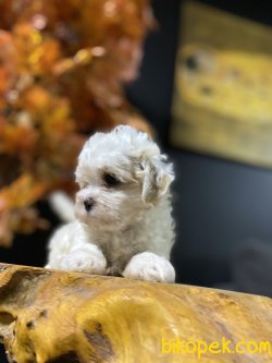 SAĞLIK GARANTİLİ MALTİPOO YAVRULAR 3