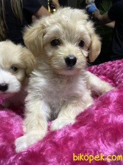 SAĞLIK GARANTİLİ MALTİPOO YAVRULARIMIZ 1