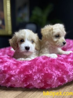SAĞLIK GARANTİLİ MALTİPOO YAVRULARIMIZ 3