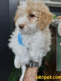 Sağlık Garantili Özel Maltipoo Yavrumuz 1