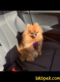 Sağlık Garantili Pomeranian Yavrularımız 2