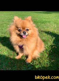 Sağlık Garantili Pomeranian Yavrularımız 3