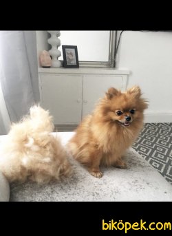 Sağlık Garantili Pomeranian Yavrularımız 1
