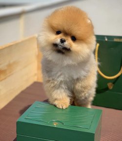 Minyatür Ev Arkadaşı Arayanlar İçin Pomeranian Yavruları 3