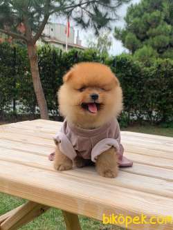 SAĞLIK GARANTİLİ POMERİAN BOO YAVRULARIMİZ 2