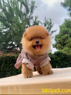 SAĞLIK GARANTİLİ POMERİAN BOO YAVRULARIMİZ 5