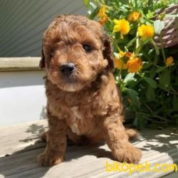 Sağlık Garantili Poodle 2
