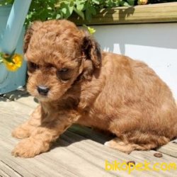 Sağlık Garantili Poodle 3