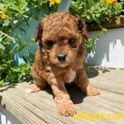 Sağlık Garantili Poodle 1