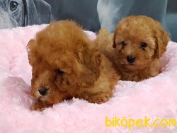 SAGLIK GARANTILI POODLE TOY YAVRULARIMIZ 5