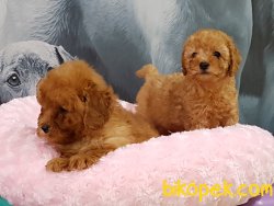 SAGLIK GARANTILI POODLE TOY YAVRULARIMIZ 3