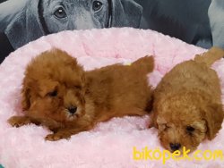 SAGLIK GARANTILI POODLE TOY YAVRULARIMIZ 2