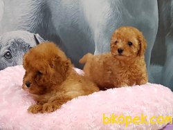 SAGLIK GARANTILI POODLE TOY YAVRULARIMIZ 4