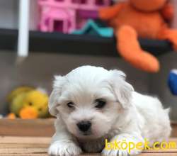 Sağlık Garantili- Safkan- Maltese Terrier Yavrularımız Sizlerle 2