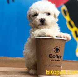 Sağlık Garantili- Safkan- Maltese Terrier Yavrularımız Sizlerle 1