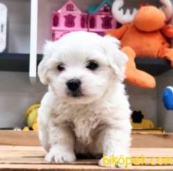 Sağlık Garantili- Safkan- Maltese Terrier Yavrularımız Sizlerle 3