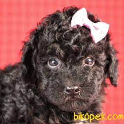 SAĞLIK GARANTİLİ SİYAH İNCİ POODLE YAVRULARIMIZ 2