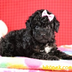 SAĞLIK GARANTİLİ SİYAH İNCİ POODLE YAVRULARIMIZ 1