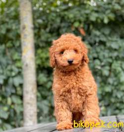 SAĞLIK GARANTİLİ TOY POODLE 4