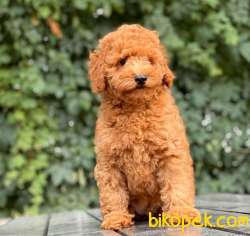 SAĞLIK GARANTİLİ TOY POODLE 3