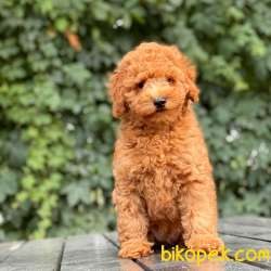 SAĞLIK GARANTİLİ TOY POODLE 1