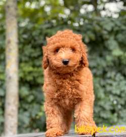 SAĞLIK GARANTİLİ TOY POODLE 2