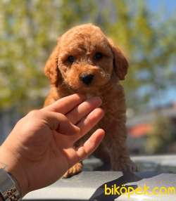 SAĞLIK GARANTİLİ TOY POODLE YAVRULAR 2