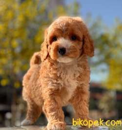 SAĞLIK GARANTİLİ TOY POODLE YAVRULAR 1