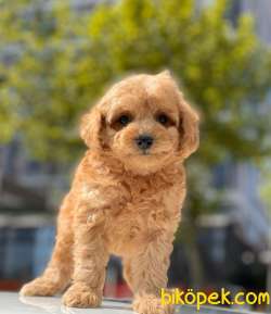 SAĞLIK GARANTİLİ TOY POODLE YAVRULAR 3