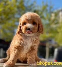 SAĞLIK GARANTİLİ TOY POODLE YAVRULAR 4