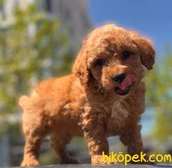 SAĞLIK GARANTİLİ TOY POODLE YAVRULAR 5