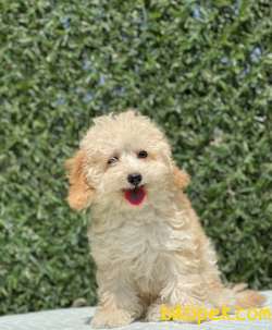 SAĞLIK GARANTİLİ TOY POODLE YAVRULAR 1