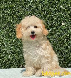 SAĞLIK GARANTİLİ TOY POODLE YAVRULAR 3