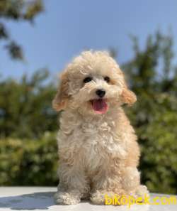 SAĞLIK GARANTİLİ TOY POODLE YAVRULAR 2